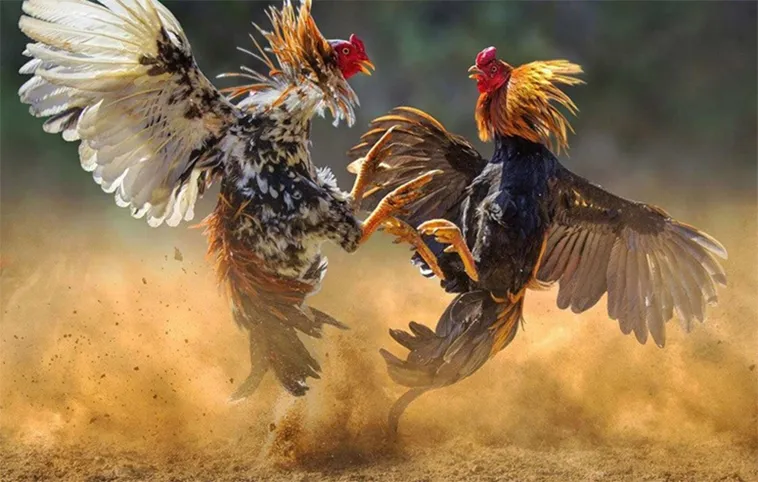 Chinh Phục Đá Gà WS168 Tại 23WIN Với Vài Bước Đơn Giản 2 Chinh Phục Đá Gà WS168 Tại 23WIN Với Vài Bước Đơn Giản